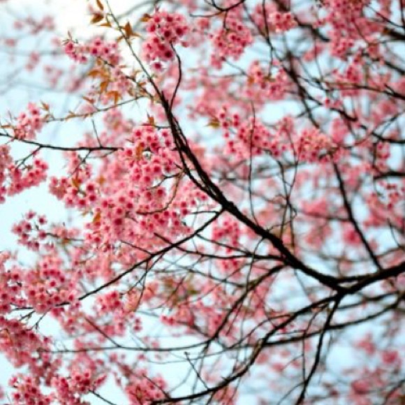 Meet your Posher, Lauren - Picture 1 of 1